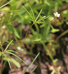 Linanthus harknessii
