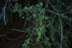 Maytenus vitis-idaea