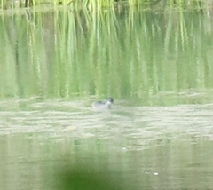 Podiceps nigricollis