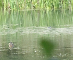 Podiceps nigricollis
