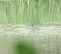 Podiceps nigricollis