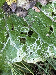 Phytomyza lappae