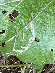 Phytomyza lappae