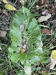 Phytomyza lappae