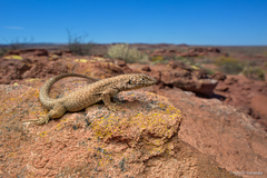 Liolaemus quinterosi