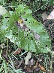 Phytomyza lappae