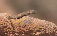 Liolaemus quinterosi