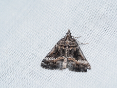 Dichromodes emplecta