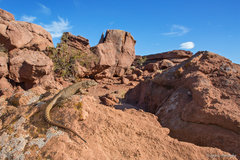 Liolaemus quinterosi