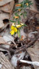 Pultenaea pedunculata