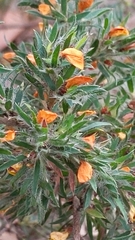 Pultenaea pedunculata