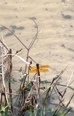 Perithemis tenera