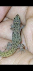 Sphaerodactylus difficilis