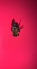 Xylocopa virginica virginica