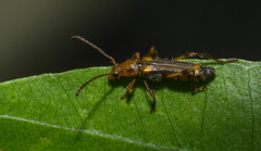 Eclipta amabilis