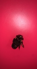 Xylocopa virginica virginica