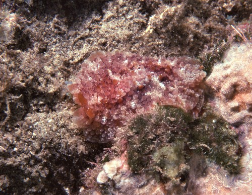 Diguet's Pleurobranchus