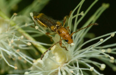Eclipta amabilis