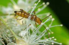 Eclipta amabilis