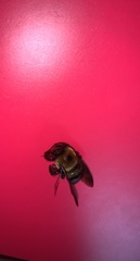 Xylocopa virginica virginica