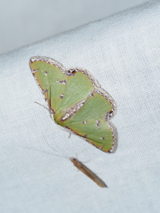 Eucyclodes buprestaria