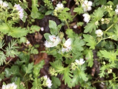 Phacelia fimbriata