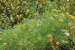Lomatium graveolens graveolens