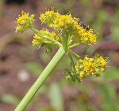 Lomatium graveolens graveolens