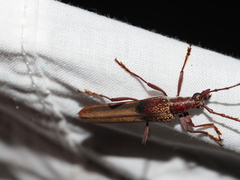 Scolecobrotus variegatus