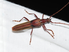 Scolecobrotus variegatus