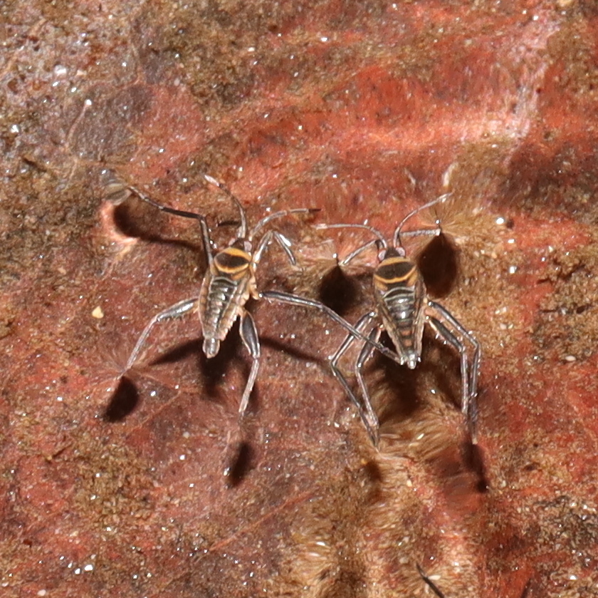 Rhagovelia australica