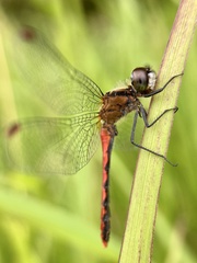 Sympetrum parvulum