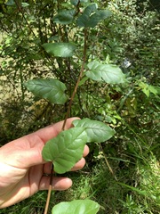 Muehlenbeckia complexa grandifolia