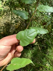 Muehlenbeckia complexa grandifolia