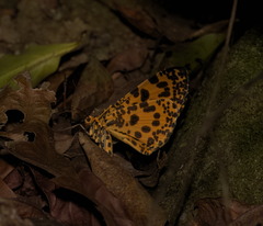 Epobeidia tigrata tigrata