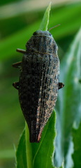 Dicerca aino