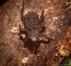 Nechyrus incomptus