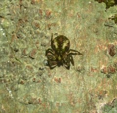 Stephanopis carcinoides