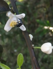Citrus × aurantiifolia