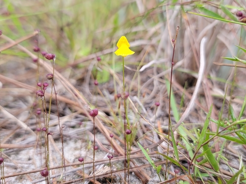 Image of Utricularia simulans by (c) Michelle Smith, some rights reserved (CC BY)