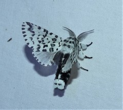 Kamalia australis