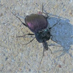 Scaphinotus elevatus