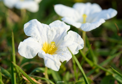 Nierembergia rivularis
