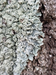 Punctelia perreticulata