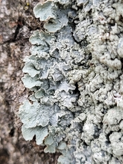 Punctelia perreticulata