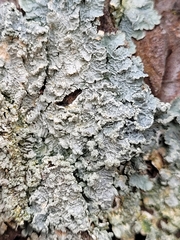 Punctelia perreticulata