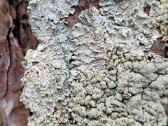 Punctelia perreticulata