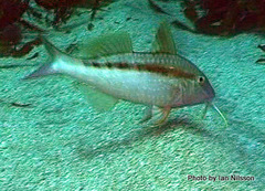Upeneichthys