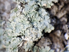 Punctelia perreticulata