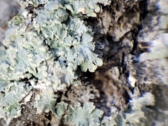 Punctelia perreticulata